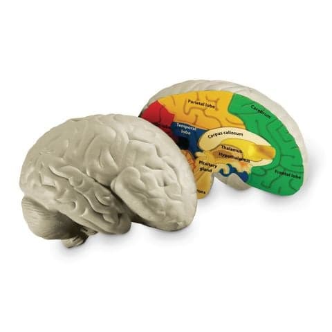 Cross-Section Human Brain Model - Includes activity guide