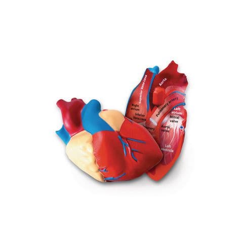 Cross-Section Human Heart Model - Includes activity guide
