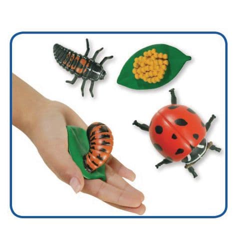 Ladybird Life Cycle Stages